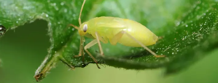 Common Ficus Pumila Pests.