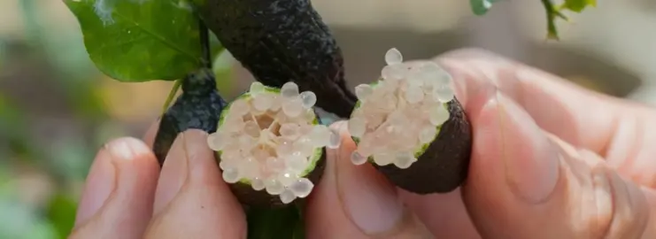 How To Care For Finger Limes In Autumn.