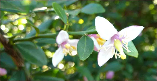 How To Care For Finger Limes In Spring.