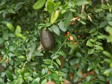 How To Care For Finger Limes In Winter.