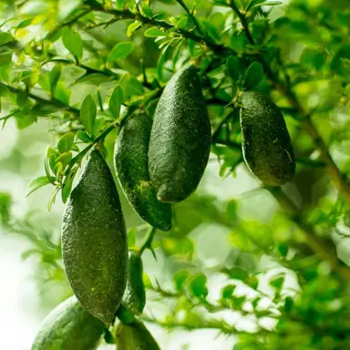 How Fast Do Finger Limes Grow?