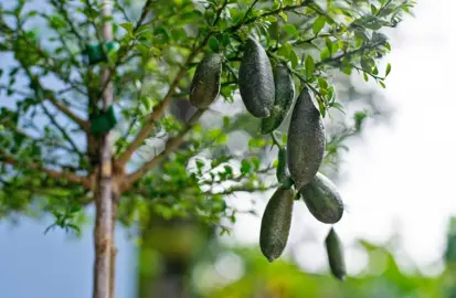 Design Ideas For Finger Limes.