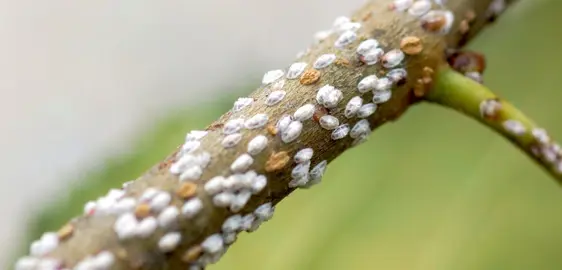 Finger Limes Pests.