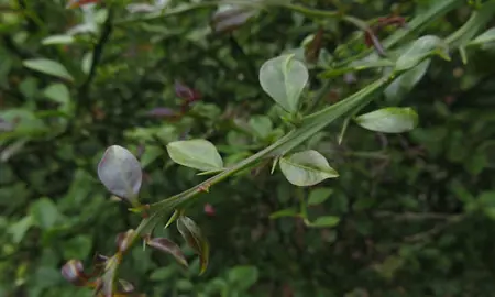 Can Finger Limes Grow In Wet Areas?