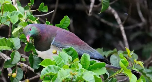 5 Native Plants To Attract Birds.