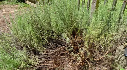 Can I Rejuvenate A Woody Lavender?