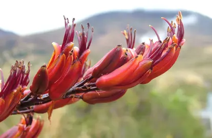 Flax Flower (Harakeke) Information.