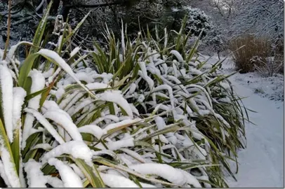 Will My Flax Recover From Frost Damage?