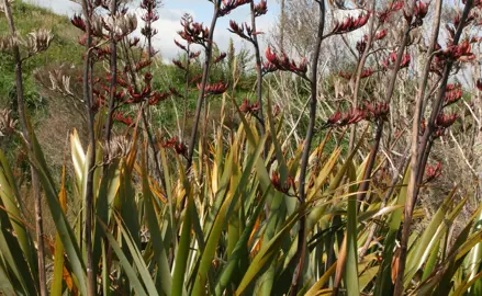 Can Flax Be Grown In Coastal Environments?