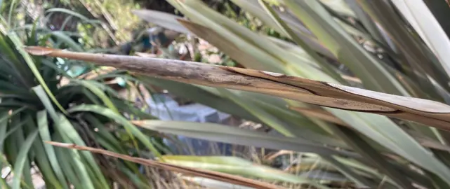 Flax Leaf Tips Dying.