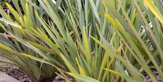 New Zealand Flax – Harakeke And Wharariki Information.