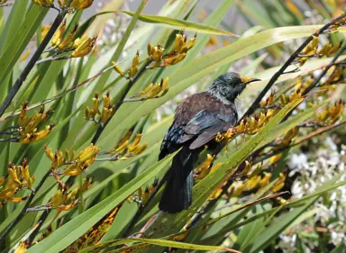 What Is The Flax Like Plant In New Zealand?