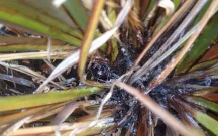 Common Flax Pests.