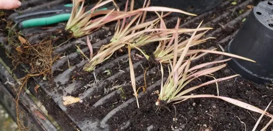 How To Propagate Flax.