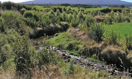 Are Flax Good For Riparian Planting?