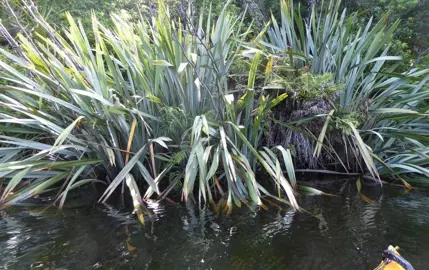 Can Flax Grow In Wet Areas?