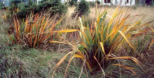 Yellow Leaf Disease On Flax.