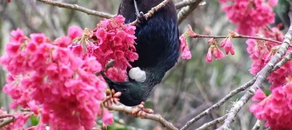 Flowering Cherry That Attracts Tui.