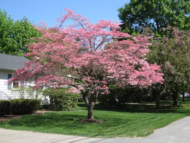 Flowering Dogwood (Cornus florida).
