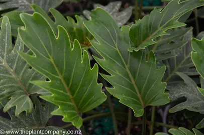Foliage Plant Care in NZ.