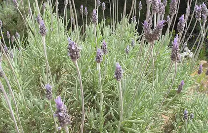 What Is French Lavender? .