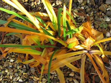 What To Do About Agapanthus Frost Damage.