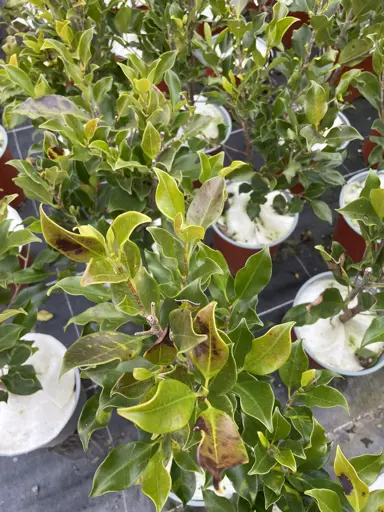 What To Do About Ficus Tuffy Frost Damage?