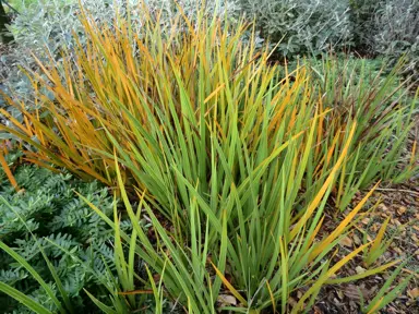 What To Do About Libertia Frost Damage.