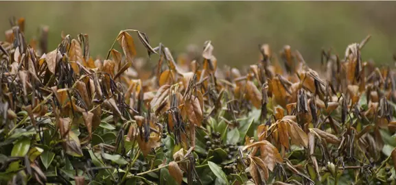 What To Do About Lilly Pilly Frost Damage.