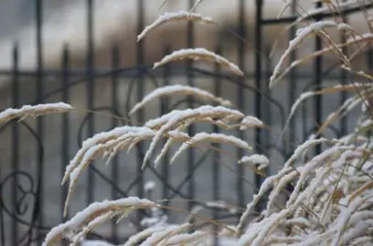 What To Do About Lomandra Frost Damage.