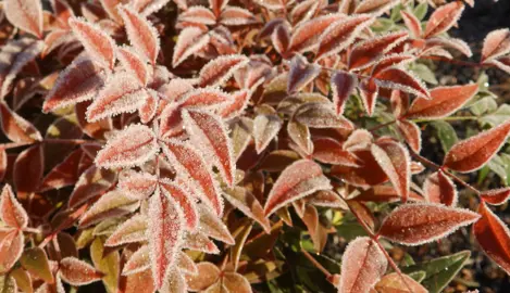 What To Do About Nandina Frost Damage.