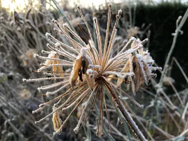 Are Agapanthus Hardy To Frost?
