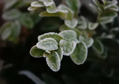 Are Buxus Hardy To Frost?
