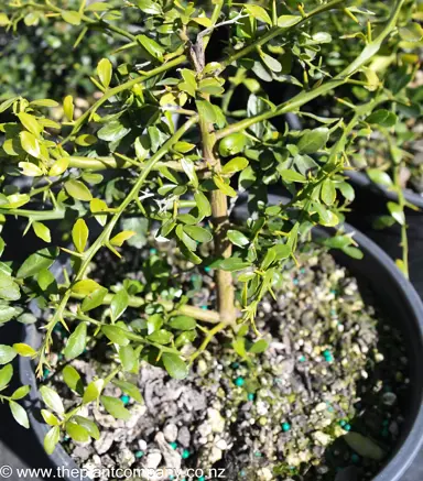 Are Finger Limes Hardy To Frost?