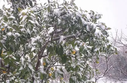 Are Lemons Hardy To Frost?
