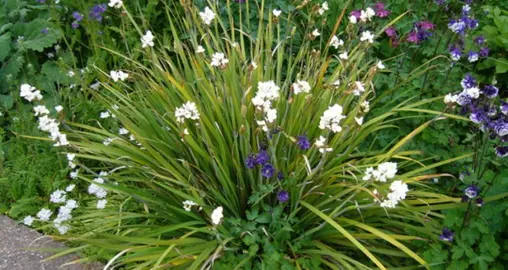 Are Libertia Hardy To Frost?