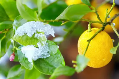 Are Limes Hardy To Frost?