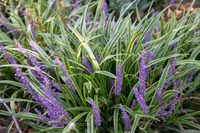 Are Liriope Hardy To Frost?