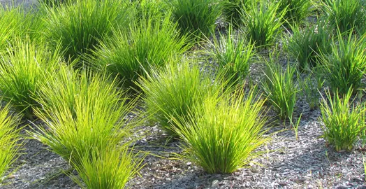 Are Lomandra Hardy To Frost?