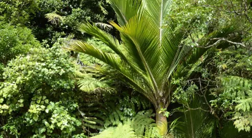 Are Nikau Palms Hardy To Frost?