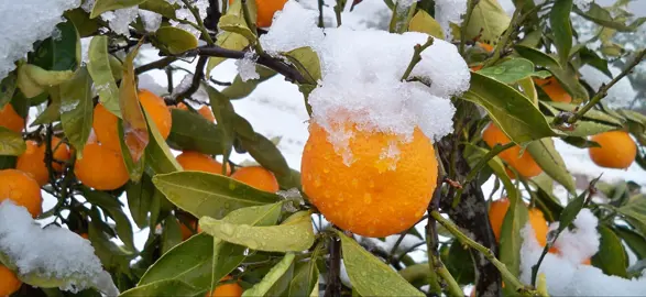 Are Oranges Hardy To Frost?