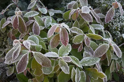 Are Photinia Hardy To Frost?