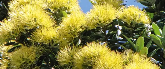 Are Pohutukawa Hardy To Frost?