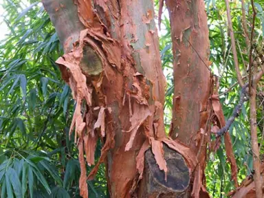 Fuchsia Excorticata (NZ Tree Fuchsia) Characteristics.
