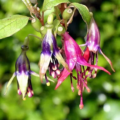 What Is The Maori Name For Fuchsia Excorticata?