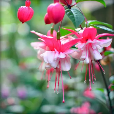 The Fuchsia Flowering Season.