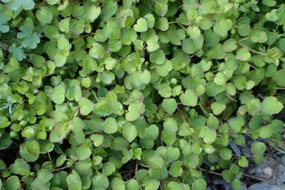 How Do You Care For Fuchsia Procumbens?