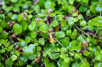 Fuchsia Procumbens Characteristics.