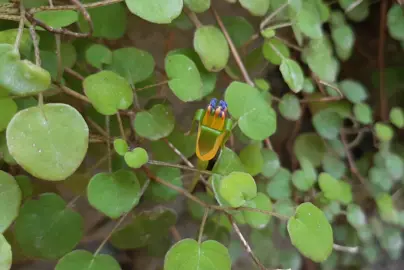 Is Fuchsia Procumbens Native To NZ?