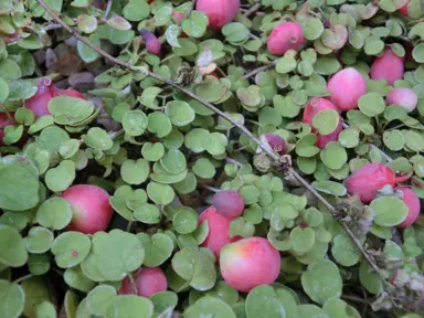 How Big Do Fuchsia Procumbens Get?